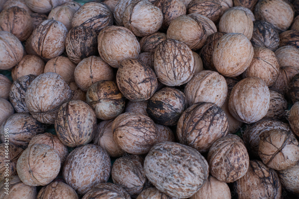 Collecting fresh walnuts that have fallen from the walnut tree to the ground. Collecting fresh walnuts that have fallen from the walnut tree to the ground.