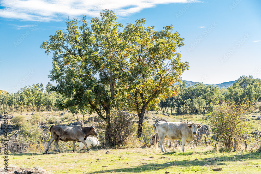 Obraz premium cows grazing in the meadows of the Lozoya valley in the Sierra de Guadarrama in Madrid