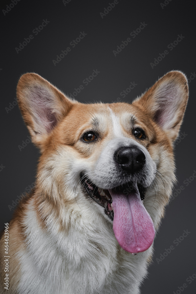 Happy, curious welsh redhead corgi breed dog with tongue out.