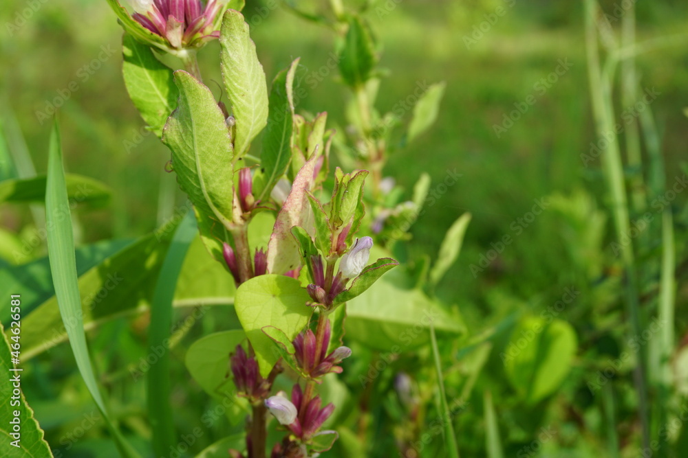 Gentianella amarella (also called autumn gentian, autumn dwarf gentian, autumn felwort) with a natural background Gentianella amarella (also called autumn gentian, autumn dwarf gentian, autumn felwort) with a natural background