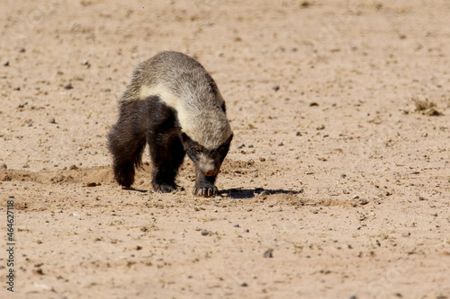 Tablou canvas honey badger on the move