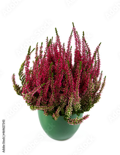 calluna vulgaris isolated on white background