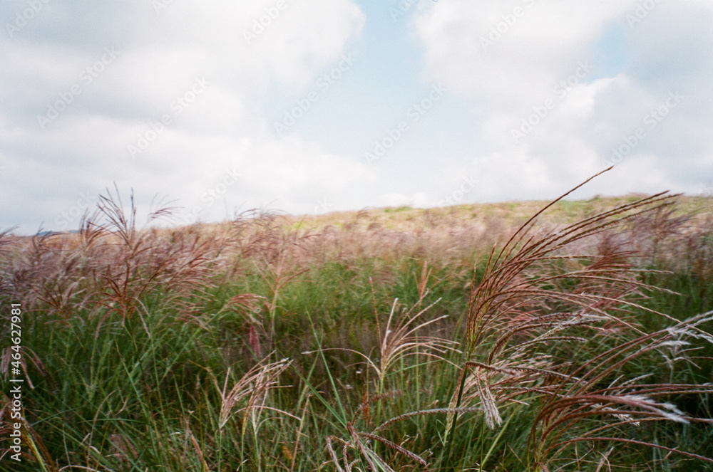 Fototapeta premium grass