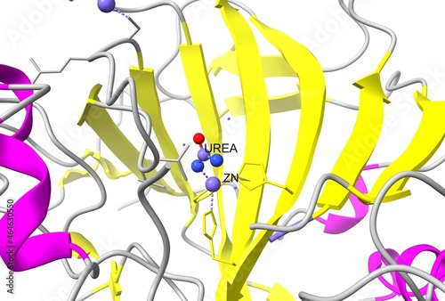 Tapet Active center of human carbonic anhydrase II with zinc ion and bound urea