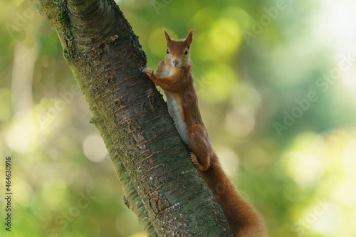 Eichhörnchen © Joachim Berninger