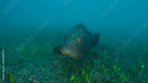 Big grouper in troubled waters swimming above seabed. Dusky Grouper (Epinephelus marginatus). Close-up, 4K-60fps. Mediterranean sea 