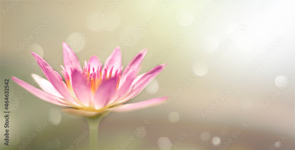 Closeup of pink lotus flower bokeh background blur with light