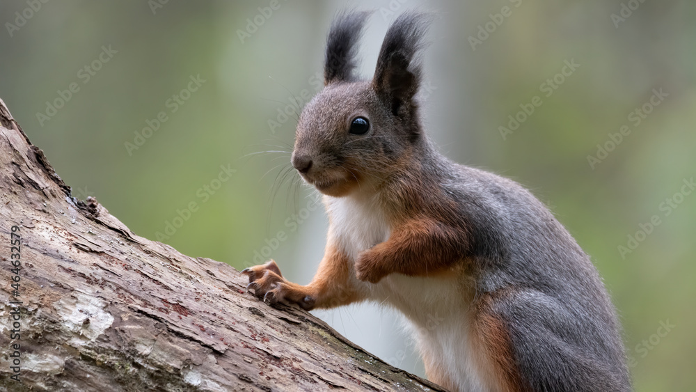 eichhörnchen, tier, nager, säugetier, wild lebende tiere, natur, eichhörnchen, tier, nager, säugetier, wild lebende tiere, natur,