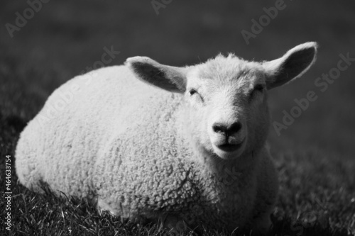 Wallpaper Mural sheep black and white Torontodigital.ca