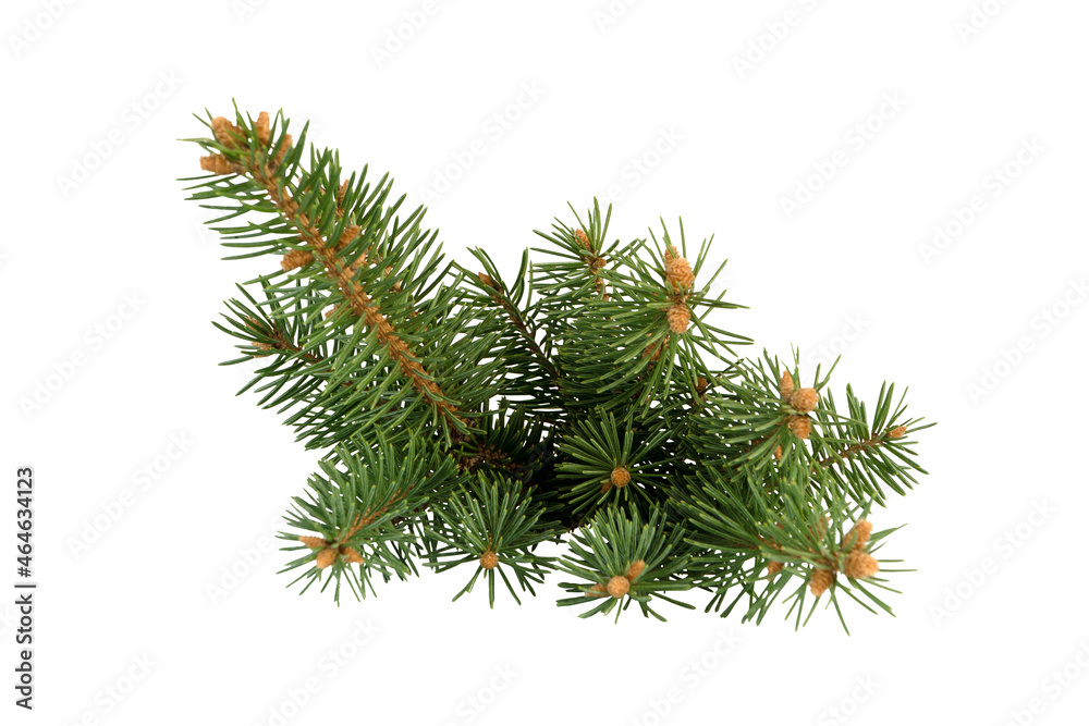 Lush branch of spruce on a white background Isolated. Lush branch of spruce on a white background Isolated.
