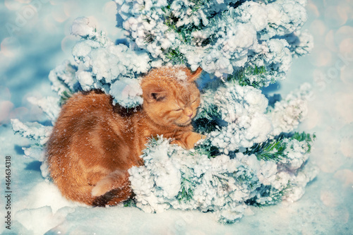Ginger kitten outdoors sits near snowy spruce in winter