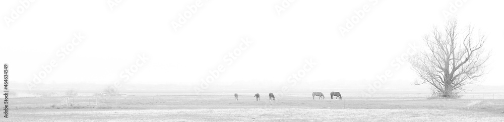 black and white rural landscape with horses