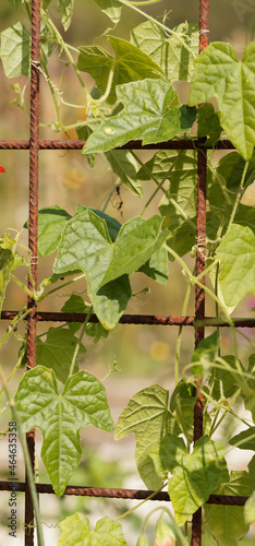 Cucamelon or Mexican sour cucumber (Melothria scabra) ornamental vine plant with lobed, scabrous green tiny leaves, undulate and dentate margin, scabrous surface and upper surface covered with hairs photo