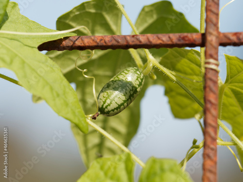 Mexican sour Gherkin cucumber, vine plant with edible fruit shaped like baby watermelons, tiny sweet treats with green and dark green stripes photo