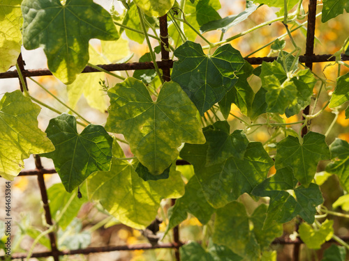 Cucamelon or Mexican sour cucumber (Melothria scabra) ornamental vine plant with lobed, scabrous green tiny leaves, undulate and dentate margin, scabrous surface