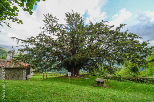 Cuadro en lienzo Bermiego millennial yew in Asturias