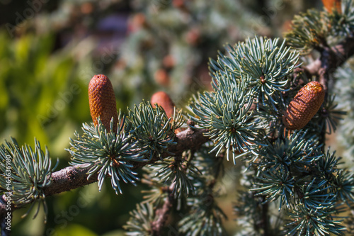 A branch of the blue Atlas cedar (Lat. Cedrus atlantica Glauca) with beautiful yellowish-red cones. Cedar tree, with male cedar cones growing on the branches. Evergreen cedar with lush green needles. photo