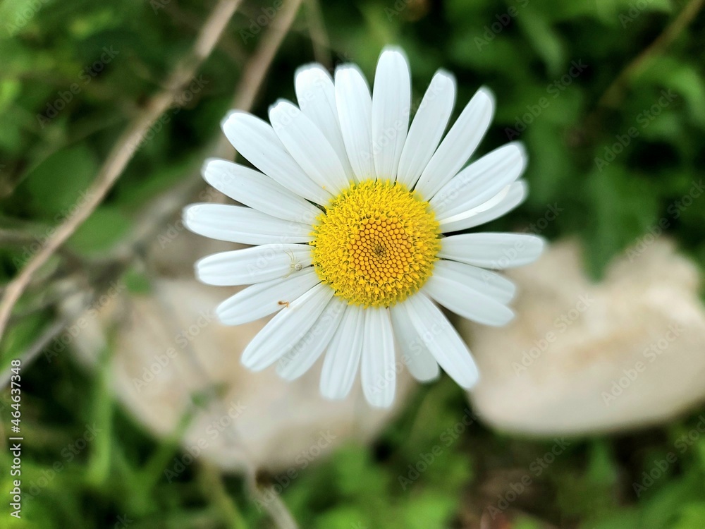 Fototapeta premium Beautiful Daisy Flower
