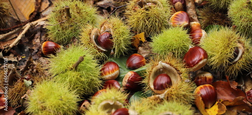 collecting chestnuts in the forest