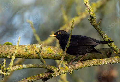 Male black bird sitting on tree branch