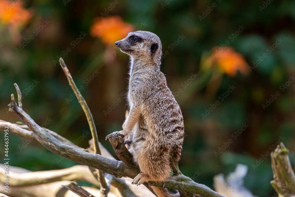 Obraz premium meerkat (Suricata suricatta) keeping watch while stood on a tree with a natural defocused background