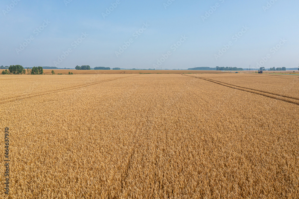 trace of the track from a tractor in the wheat field, tracks running off through a golden corn field