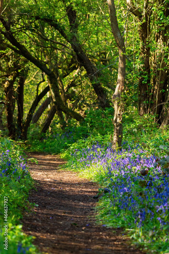 Beautiful flower forest path vertical