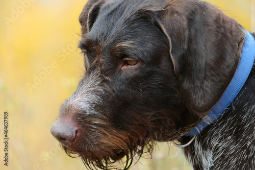 Portrait, muzzle of a hunting dog of the German breed Drathaar, close-up.