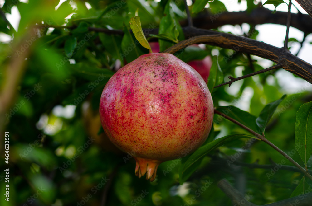 Pomegranate on the plant, a colorful seasonal fruit, rich in vitamins and antioxidants; ideal for juices and drinks to make in the kitchen or cheerful and colorful menus and cocktails. Pomegranate on the plant, a colorful seasonal fruit, rich in vitamins and antioxidants; ideal for juices and drinks to make in the kitchen or cheerful and colorful menus and cocktails.