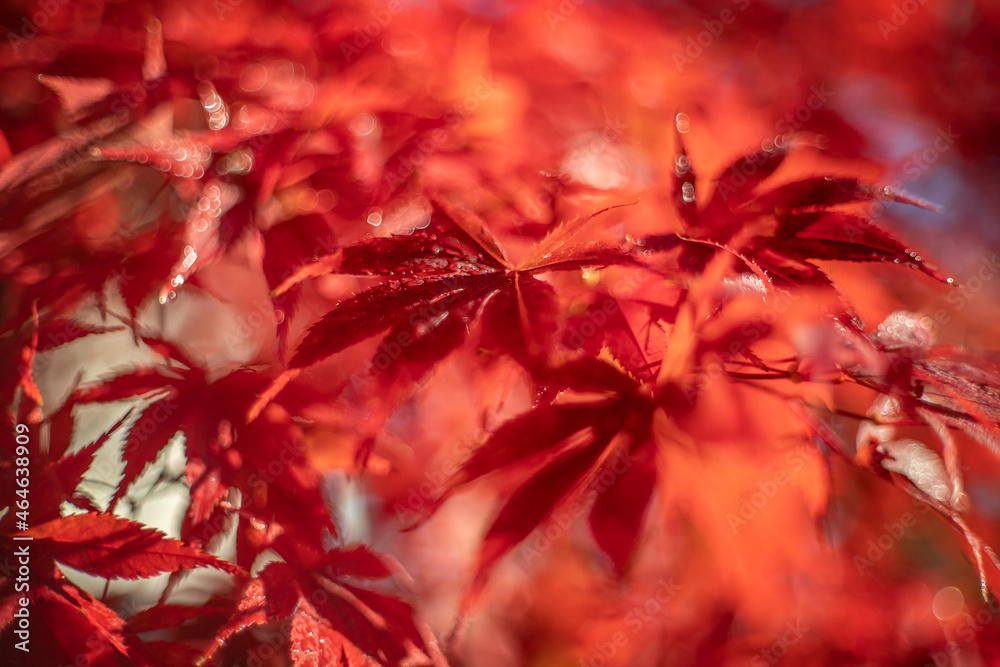 Czerwone liście klonu, sezon jesienny - obrazy, fototapety, plakaty 