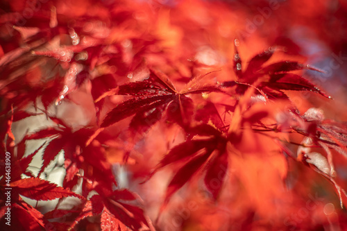 Czerwone liście klonu, sezon jesienny