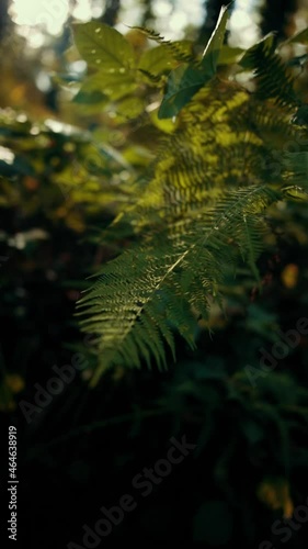 Fern in the forest in slow motion vertical video. photo