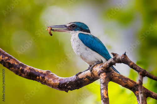 Bird in thailand. The Collared kingfisher, White-collared kingfisher, Mangrove kingfisher © ukk