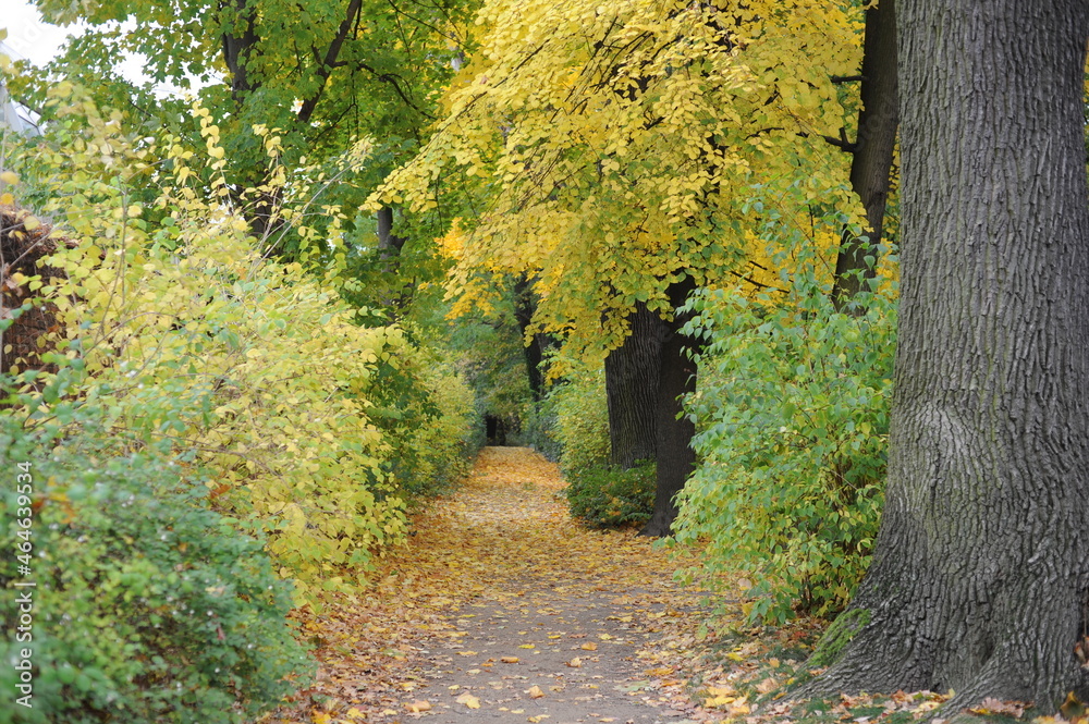 Obraz premium Colorful autumn leaves during foliage in a park and garden during Polish Golden Autumn season in Lazienki Park (Royal Baths Park), Warsaw, Poland, Europe