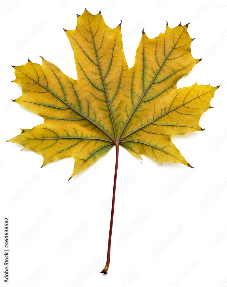 Fototapeta premium Maple leaf isolated macro photo