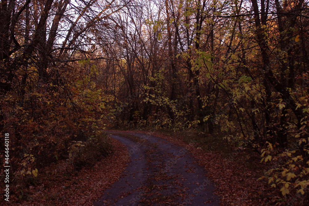 Fototapeta premium Autumn in the woods. Path in the forest.