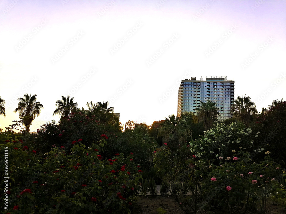 Fototapeta premium View of a multistorey building before sunset through the bushes of roses and palms