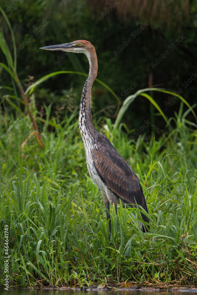 Goliath Heron - Ardea goliath, beautiful large colored heron from African lakes and rivers, Queen Elizabeth National Park, Uganda. Goliath Heron - Ardea goliath, beautiful large colored heron from African lakes and rivers, Queen Elizabeth National Park, Uganda.