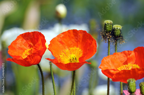 Roter Islandmohn photo