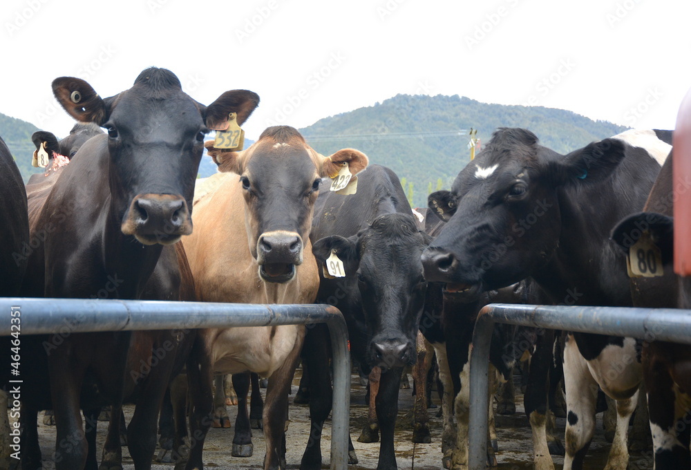 Milking cows on a New Zealand Dairy Farm. Milking cows on a New Zealand Dairy Farm.