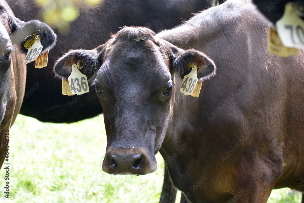 A Dairy Cow on a New Zealand Farm