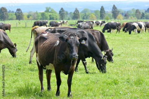 New Zealand Dairy Cows feeding and grazing on pasture