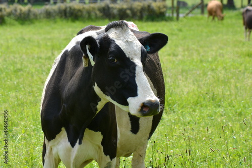 A  Friesian dairy cow on New Zealand sprngtime pasture.  photo