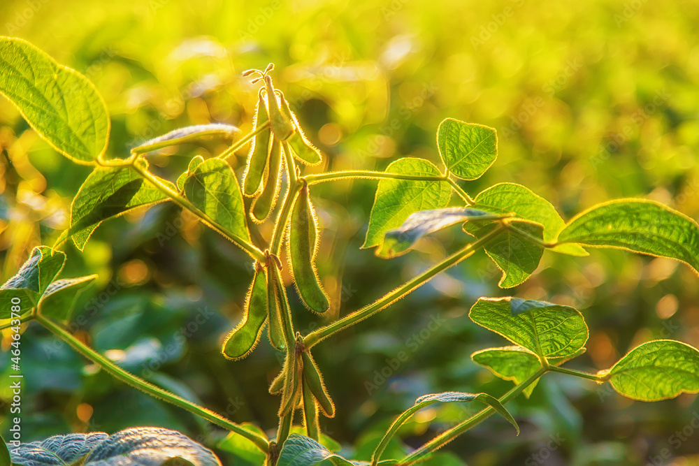 Soy beans grow in the field. Selective focus. Soy beans grow in the field. Selective focus.