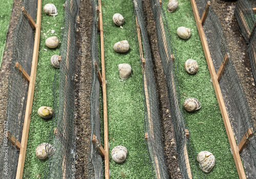 snail farming, or heliciculture photo