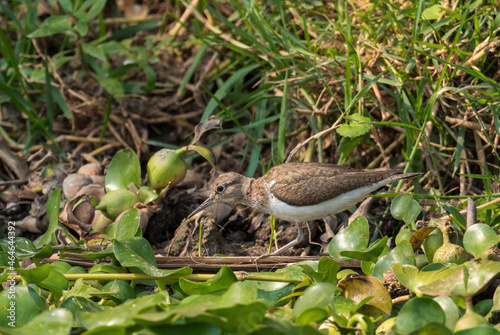 Common Sandpiper - Actitis hypoleucos, beautiful small wader from fresh waters and sea shores, Queen Elizabeth National Park, Uganda.