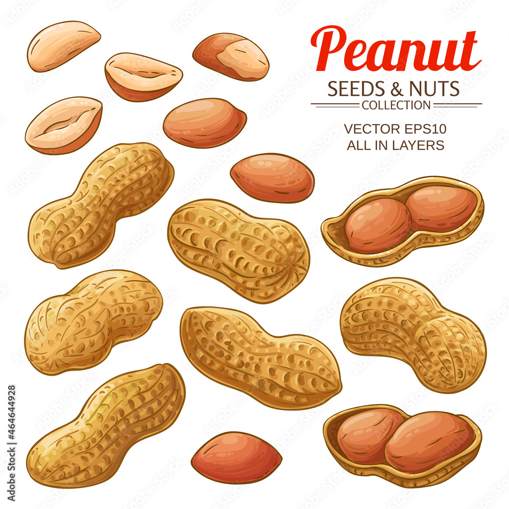 Fotografia peanut vector set on white background