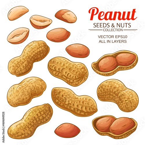 peanut vector set on white background
