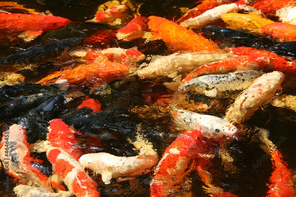 The beautiful fancy carp koi fish feeding in pond in the garden. Japan Koi Carp in Koi Pond float in water, view from above. Many colourful fishes in one place - yellow fish, orange fish.