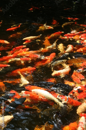 The beautiful fancy carp koi fish feeding in pond in the garden. Japan Koi Carp in Koi Pond float in water  view from above. Many colourful fishes in one place - yellow fish  orange fish.